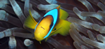 Clown fish